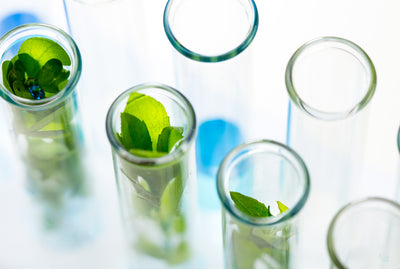 SHAMPOO INGREDIENTS: COLOR, FRAGRANCE AND PLANT ESSENCES